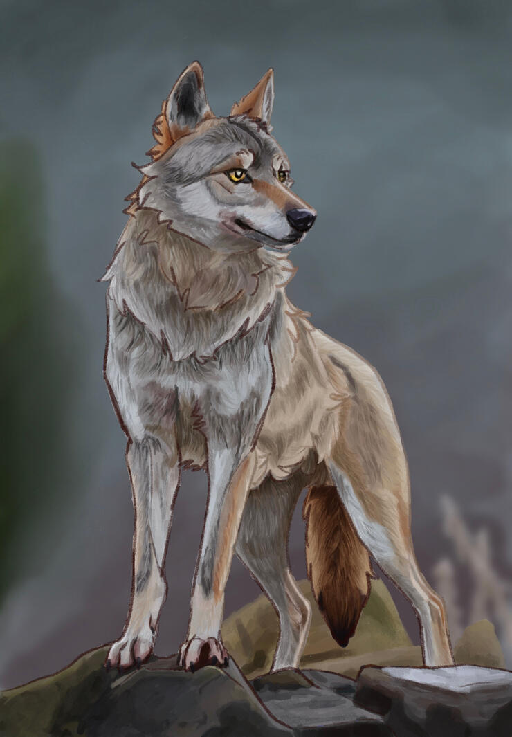 Wolf Study